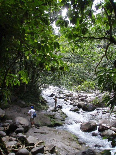 Guadeloupe Rainforest © Ian & Andrea Treleaven